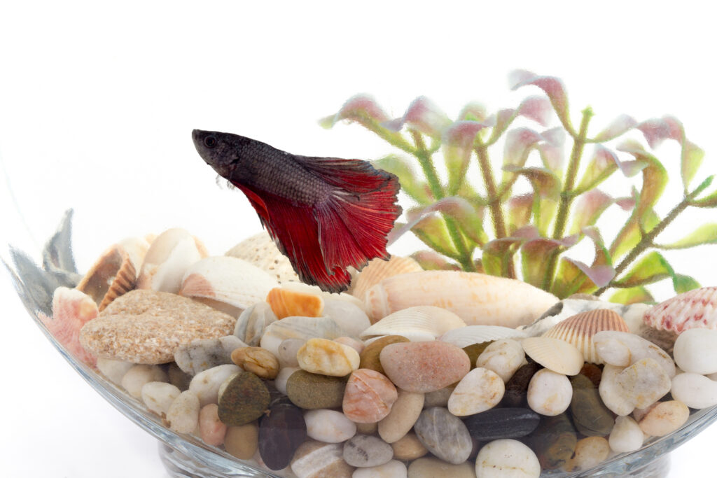 A colorful betta fish swimming in a planted aquarium