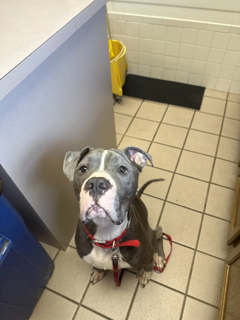 French Fry the rescued stray dog after his recovery