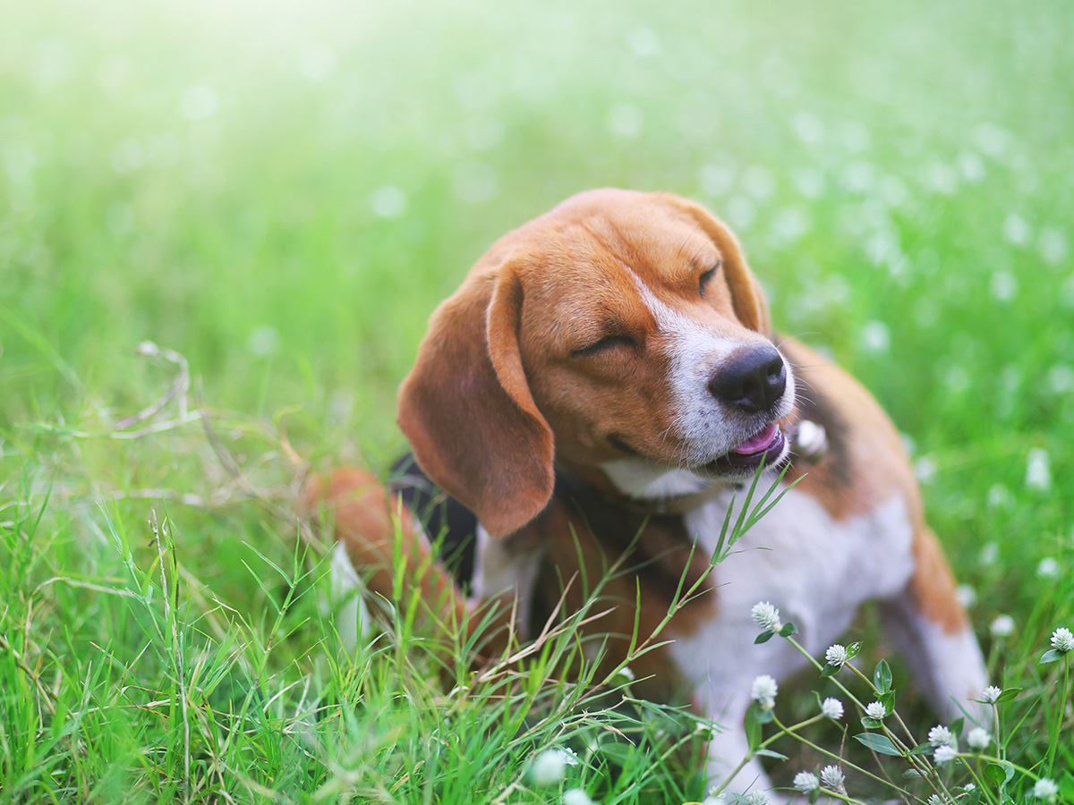 A pet showing signs of seasonal allergies