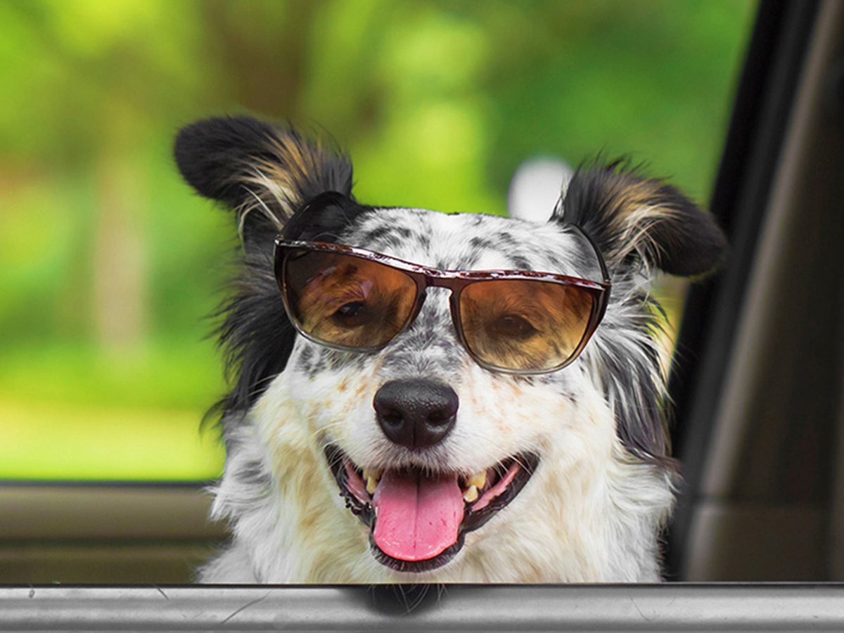 A dog staying cool and safe during hot summer weather