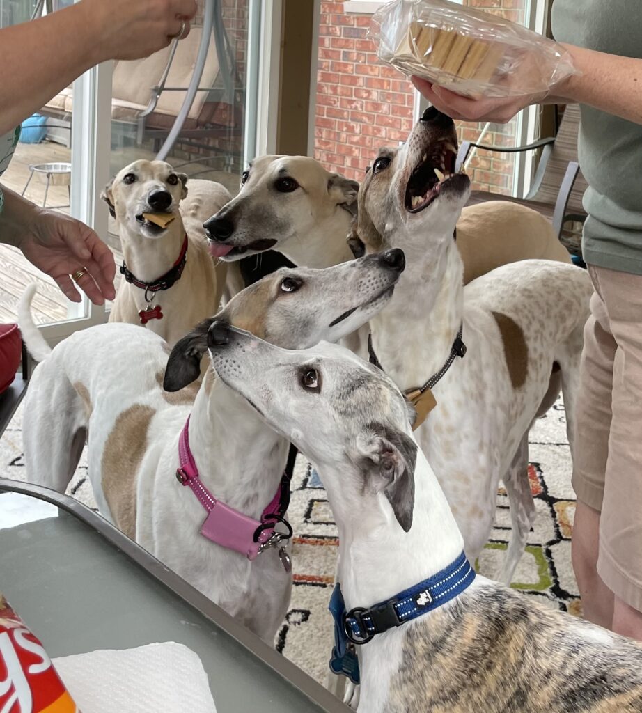 A retired racing greyhound available for adoption in Greater Cincinnati