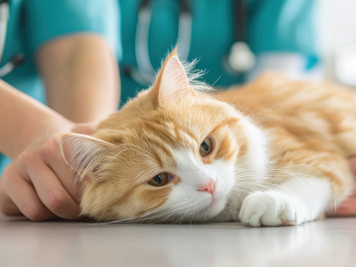 The Pets In Need of Greater Cincinnati nonprofit veterinary clinic